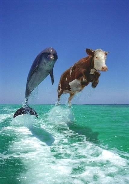 dolphins-cows-flying