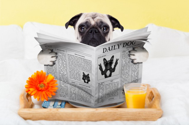 pug dog reading the newspaper and having breakfast in bed